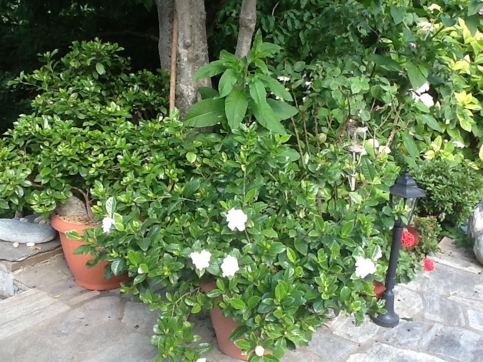טסגרדה Guesthouse Kleopatra'S מראה חיצוני תמונה
